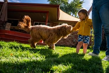 A dog and little kid playing.