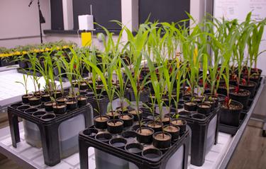 Plants in small pots growing indoors.