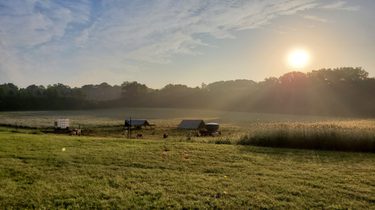 Pigs in pasture at sunrise at Ryan Erisman’s farm in Wisconsin.