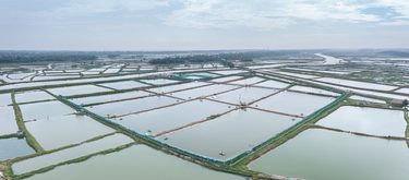 Z Aquaculture ponds Drone shot