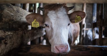 A cow with ear tags in a pen.