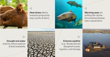 A collage of animals, land, and words